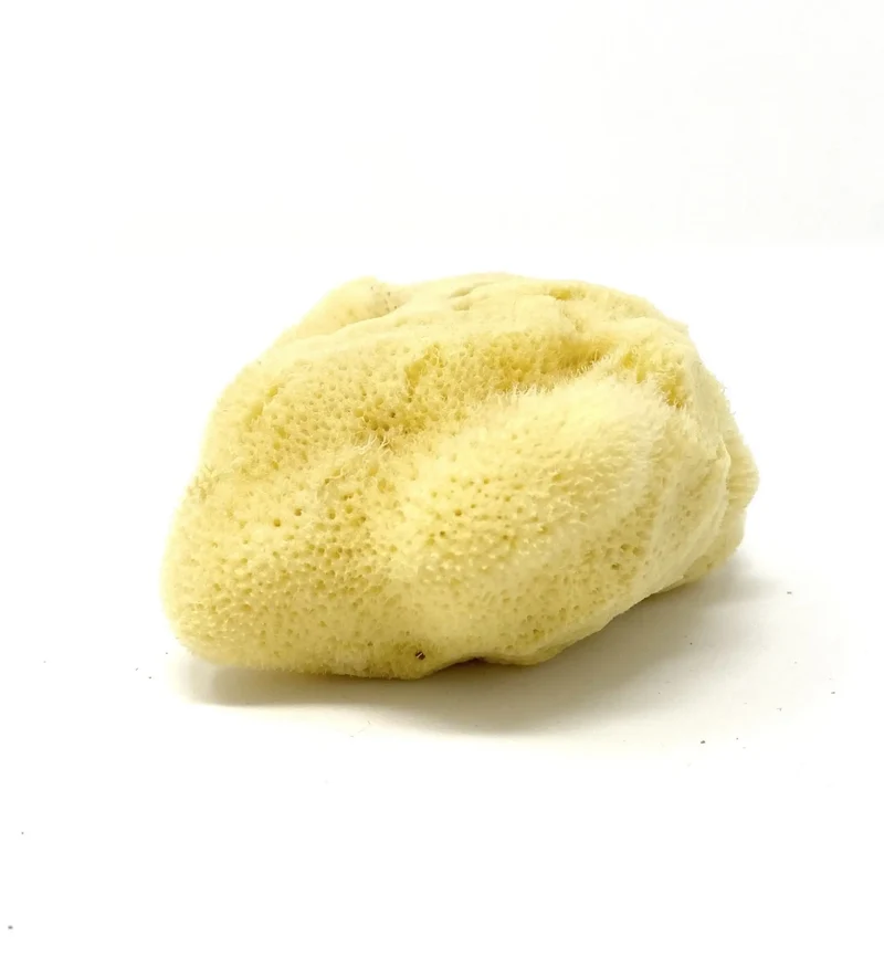 Éponge de mer naturelle