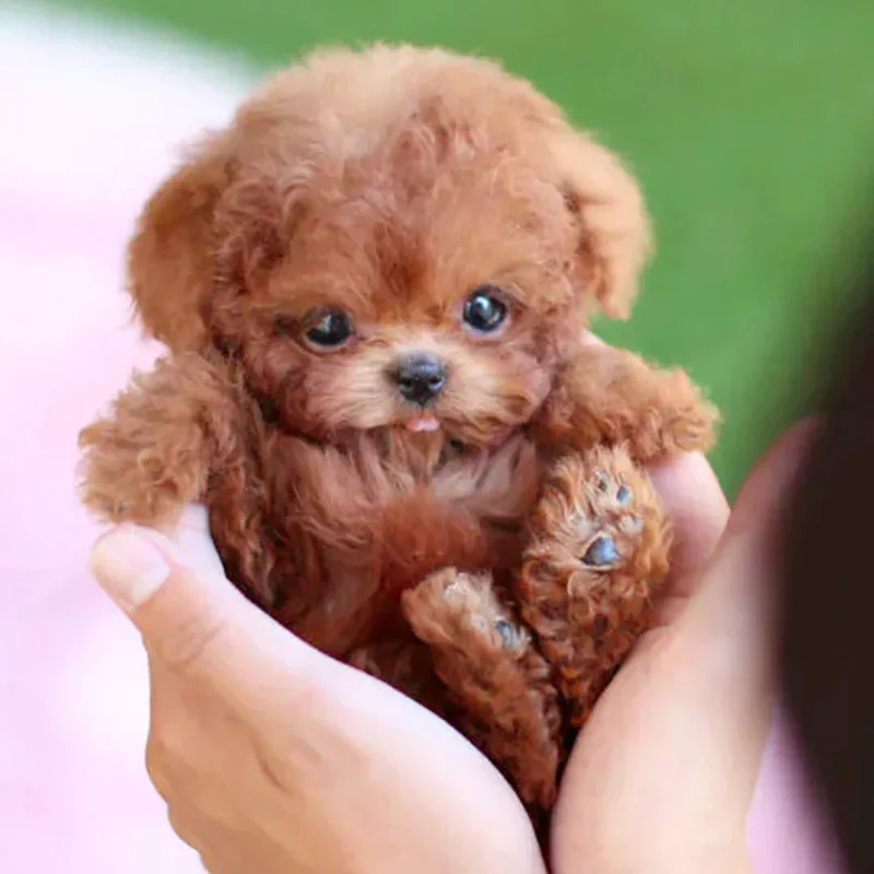 Interaktiv Plush Hundefigur med Realistiske Bevægelser – Til Børn og Ældre